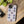 Lobsters Sailboats Seashells - Cell Phone Tough Case