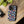 Lobsters Sailboats and Seashells on Navy Blue Phone Case