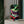 Studious Frog MagSafe iPhone Case