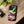 The Studious Frog Phone Case